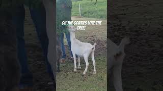 Giving the goats a little treat homesteaddreams homestead nubiangoats goats goatdairy [upl. by Suiratnauq253]