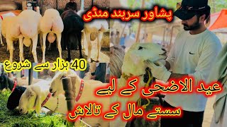 Maweshi Mandi Sarband Peshawar Part1 Bara Road Dumbay or Bakray Cow Mandi Pakistan Bakra Eid 2024 [upl. by Alberta]