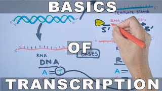 Overview of Transcription [upl. by Lowis595]