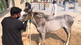 ASCARIDS IN HORSE Round worms in horses Internal parasites in horses Decreased Growth of horses [upl. by Nylimaj545]