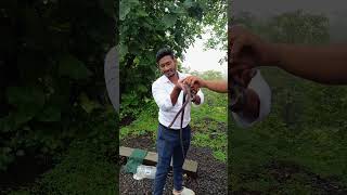 Trinket Snake RESCUE Mission in the Forest nature snakerescue wildlife forest [upl. by Salahi]