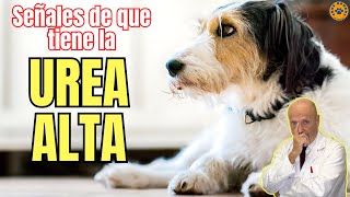 🆘 SINTOMAS DE UREA ALTA POR INSUFICIENCIA RENAL EN PERROS Y ¿COMO SE PUEDE BAJAR 🆘 [upl. by Cirri]