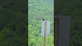 Bobolink in New Paltz New York birds nature birdsounds birdslover [upl. by Brittnee]