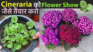 Cineraria से गुच्छों में फ़ूल चाहिये तो देखें कैसे लगाना चाहिये  Grow Cineraria Flower From Seeds [upl. by Pepi]