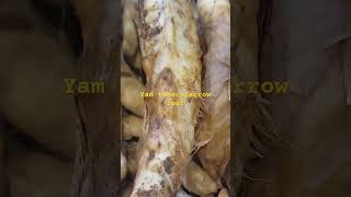 TogiSago ilocano dialectDioscorea hispidayam tubersarrowroot [upl. by Noyr]