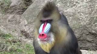 Mandrill Monkeys  Courtship and Mating  Mandrillus sphinx  Monkeys Full HD Video [upl. by Cychosz]