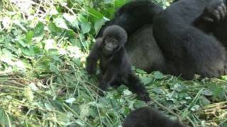 Baby Mountain Gorillas in Uganda [upl. by Qerat]