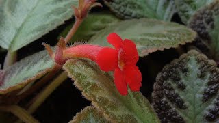 Ấm kiếm Episcia cupreata [upl. by Azyl605]