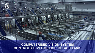 Eskja  Complete automatic pelagic processing plant Full Video [upl. by Guenna199]