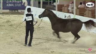 N293 KAFOO AL TINHAT  The Arabian Horse Show for local Breeders 2022  Yearling Colts Class 7B [upl. by Marquis]