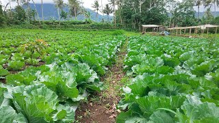 Planting cabbages in abandoned fields [upl. by Cristin751]