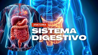 Anatomía Sistema Digestivo [upl. by Odravde]