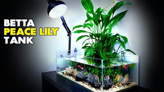 Aquascape Tutorial Peace Lily Betta Fish Aquarium How To Step By Step Planted Tank Guide [upl. by Laureen305]