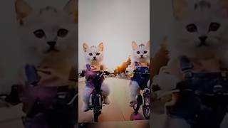 Teri sari was pura duga tu jo magecute cat short videoviral short [upl. by Attolrahc952]