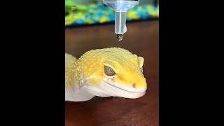 Why Geckos Have Hydrophobic Skin [upl. by Heim729]