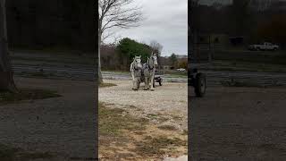 These Draft Horses drive themselves carriagedriving drafthorses drafthorse horse percheron [upl. by Einahpts]