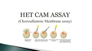 HET CAM assay Chorioallantoic Membrane assay 🔬 [upl. by Aerda801]