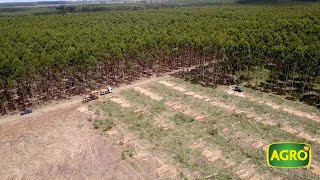 Forestación agricultura ganadería y apicultura con la sustentabilidad 801 20181208 [upl. by Poppas]