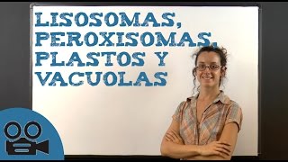 Lisosomas peroxisomas plastos y vacuolas [upl. by Molahs376]