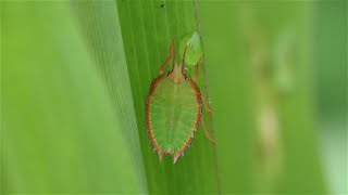 Shieldbugs Assassin bugs and beetles [upl. by Essined303]