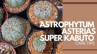 ENG SUB Astrophytum Asterias Super Kabuto  Caretips [upl. by Maighdlin]