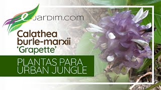 A SUPREENDENTE Calathea com inflorescência cor de GRAPETTE  Plantas para Urban Jungle [upl. by Jonell]