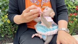 Beautiful Baby Jelly Stay On Garden In Yard Drink Milk Delicious [upl. by Anaahs305]