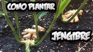 Como Plantar O Cultivar Jengibre En Casa Con Exito  La Huertina De Toni [upl. by Danielle]