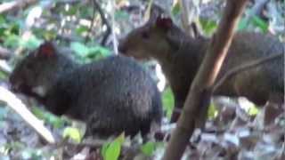 CUTIA DASYPROCTA AGOUTI DASYPROCTA AGUTI Em busca de alimento [upl. by Luemas]