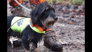 Drückjagd auf Rehwild Mit Teckeln waidgerecht Strecke machen [upl. by Adnovoj]