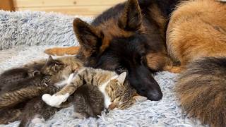 Gentle German Shepherd Helps Mama Cat Babysit Her Kittens [upl. by Rednaxela664]