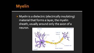 Myelin  First Aid USMLE [upl. by Laehcym]