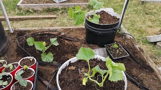 Growing melons in a cold climate transplanting [upl. by Zasuwa]