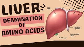 LIVER  DEAMINATION OF EXCESS AMINO ACIDS [upl. by Nylleoj958]