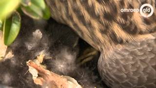 Bertus uit Elst is opnieuw pleegvader van jonge eendjes Omroep Gelderland [upl. by Laure662]