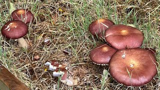 Our First Adventure with Wine Cap Mushroom A Simple Recipe [upl. by Johathan75]