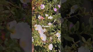 Beautiful flowers my belcony garden shortvideo naturelovers [upl. by Lyndsey805]