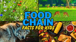 What is the Food Chain Facts for Kids [upl. by Brig]