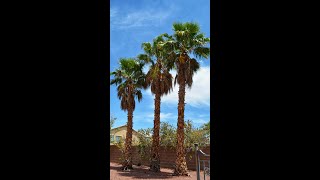 HOW TO TRIM PALM TREES washingtonia [upl. by Trilby]