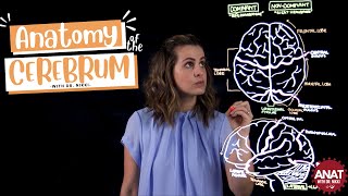 Anatomy of the Cerebral Hemispheres amp Lobes of the Brain [upl. by Dehsar255]