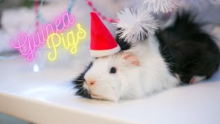 The Wonderful World of Guinea Pigs Exploring Their Charm and Beauty [upl. by Yeslrahc]