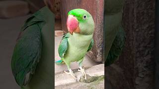 Smart talking parrot🦜 shorts viral mitthu beta cute parrotbirds [upl. by Golding]