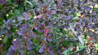 Berberys ThunbergaBerberis thunbergiipopularny krzew ozdobnypopular ornamental shrub ENG SUB [upl. by Erdnaid459]