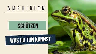 Amphibien schützen by RootsampShoots [upl. by Lacsap]