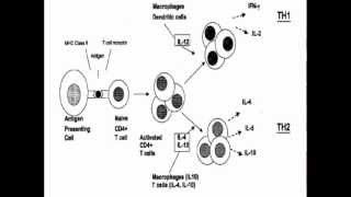 Hypersensitivity type 1 part1a [upl. by Onailimixam]