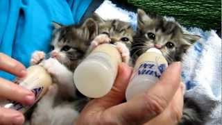 Baby Kittens All Settled for the Long Awaited Bottles [upl. by Ratna]