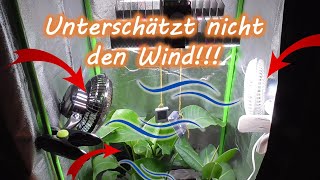 Wie lange den Ventilator in der Growbox rennen lassen Ab wann Position Immer an Dauerbetrieb [upl. by Yennep372]