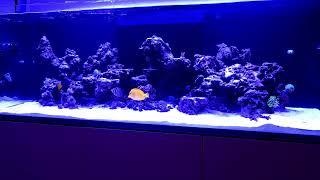 Red Sea Reefer XXL 750 G2  The Life of Tangs [upl. by Anilahs]