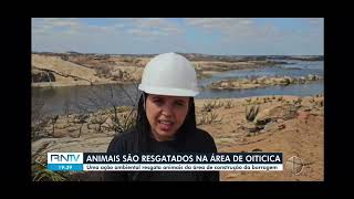 PROGRAMA DE RESGATE DE FAUNA DA BARRAGEM DE OITICICA [upl. by Vilma]