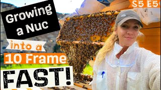 Ep 4 HOW To Grow Your Beehive  Moving a Nuc Into A 5 Frame  Beekeeping 101 beekeeping [upl. by Magda]